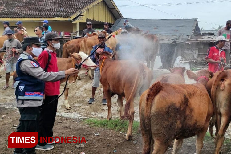 LSD Merebak Jelang Idul Adha, Disnakkan Situbondo Sebut Stok Obat Aman