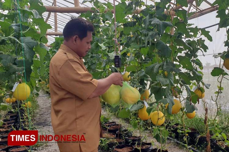 Ahmad Mahdi, Kaur TU dan Umum Pemdes Tanjangawan saat memamerkan buah melon premium (Foto: Akmal/TIMES Indonesia).
