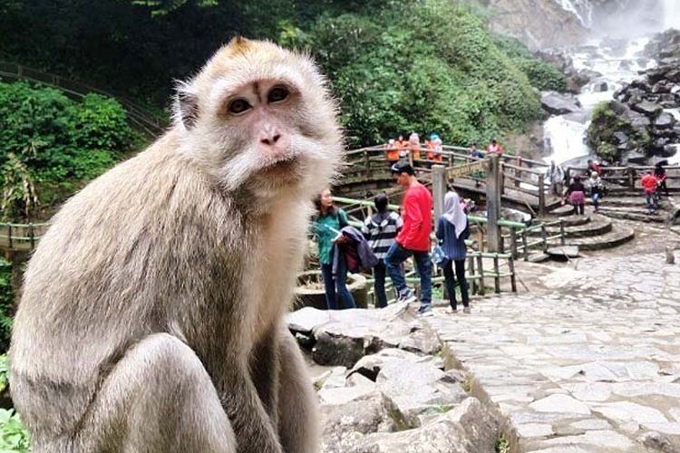 A monkey chilling at Grojogan Sewu, Nganjuk. (Photo: Dolanyok)