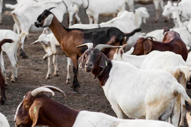 Goats for qurban during idul Adha. (Photo: Freepik)