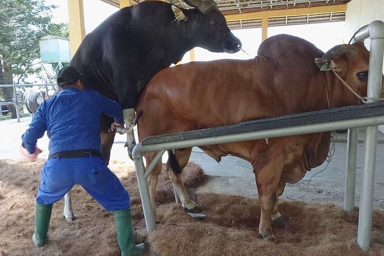 Dosen Fapet Unisma Malang Teliti Tingkah Laku Reproduksi dan Produksi Spermatozoa Sapi