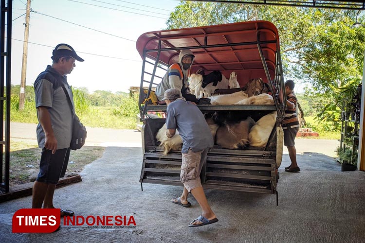 Kambing-2.jpg