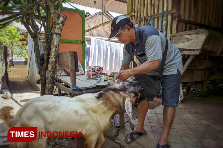 Belajar dari Kegagalan, Pria di Pacitan Sukses Jual Kambing Tembus Dunia