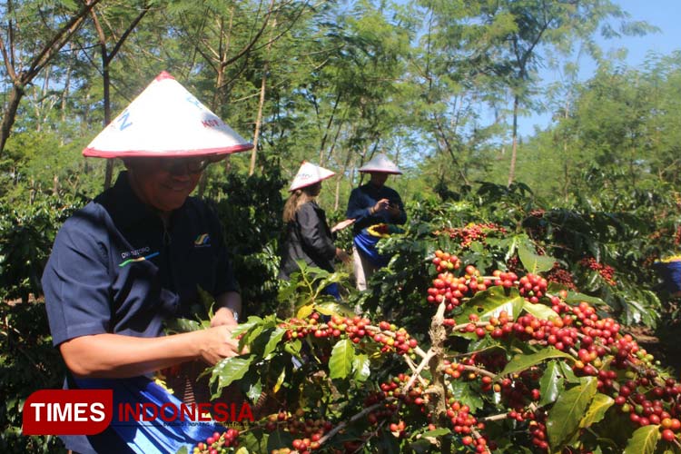Panen Raya Petani Bondowoso, Produksi dan Harga Kopi Arabika Ijen Meningkat