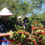 Info Grafis: Produksi Kopi Indonesia Meningkat