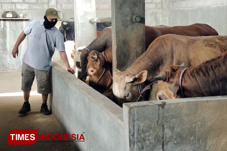 Stok Lebih, Hewan Kurban di Kediri Dipastikan Cukup