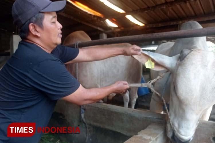 Jelang Kurban, Pemeriksaan Kesehatan Ternak Dilakukan di Ratusan Titik