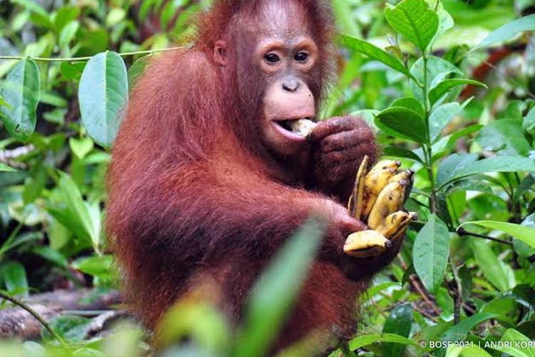 Riset: Sejumlah Pakan Orang Utan Merupakan Tumbuhan Obat