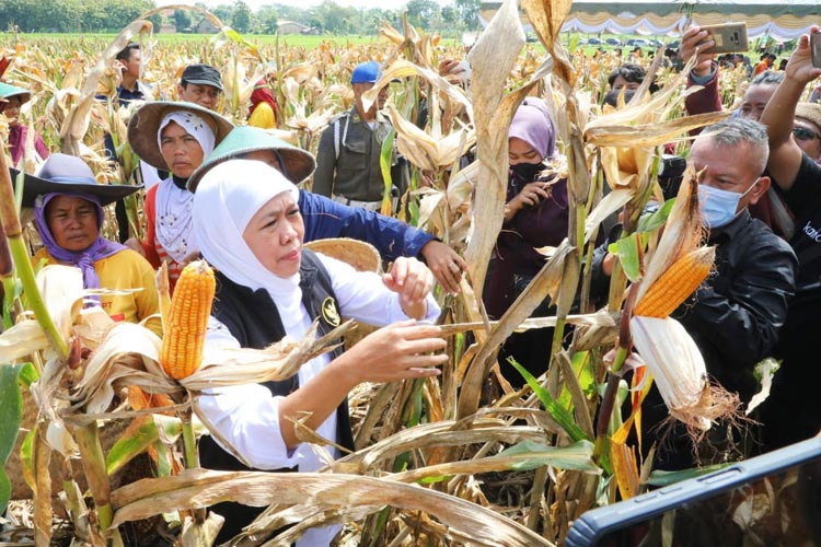 Gubernur Khofifah saat panen raya jagung bersama para petani.(Dok.Humas Pemprov Jatim) 