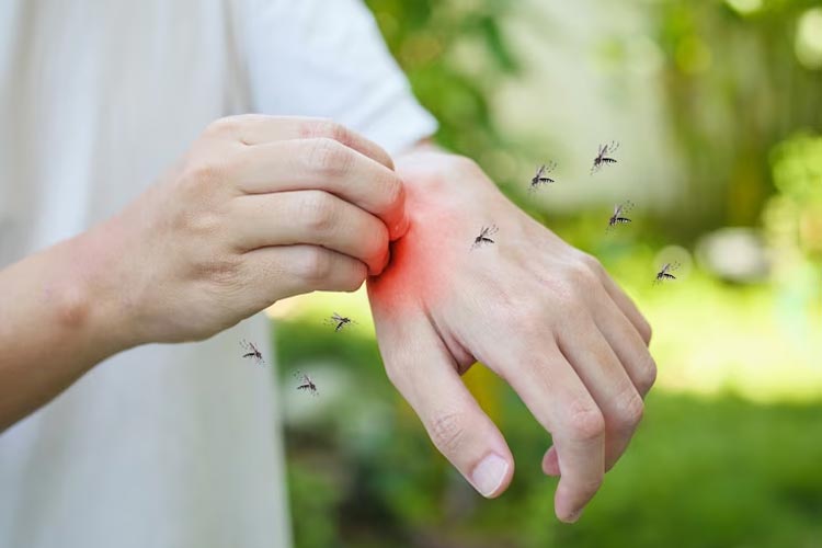 Ilustrasi nyamuk Aedes aegypti (FOTO: TIMES Indonesia)