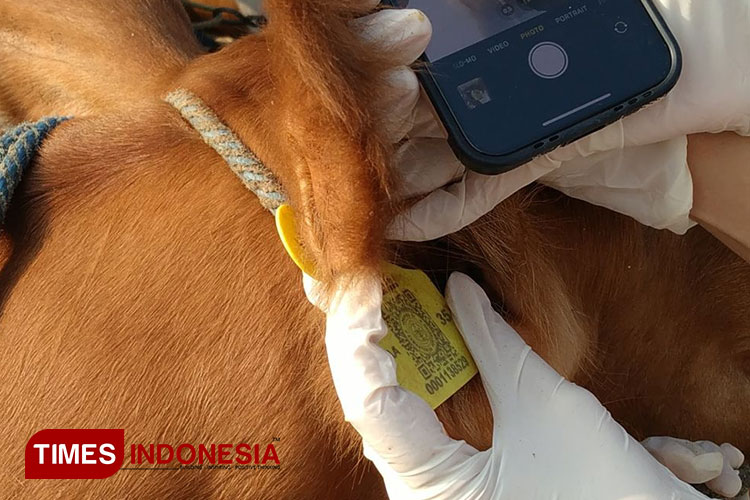Petugas memeriksa eartag sapi (foto: Yobby/TIMES Indonesia)
