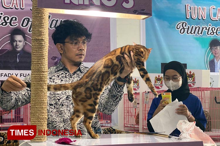Dewan juri asal Bandung, Fadly Fuad sedang melakukan penilaian kucing di Fun Cat Show Sunrise of Java Banyuwangi. (FOTO: Fazar Dimas/TIMES Indonesia)