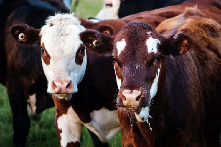 Dinas Peternakan Bondowoso Siapkan Petugas di Titik Pemotongan Hewan Kurban