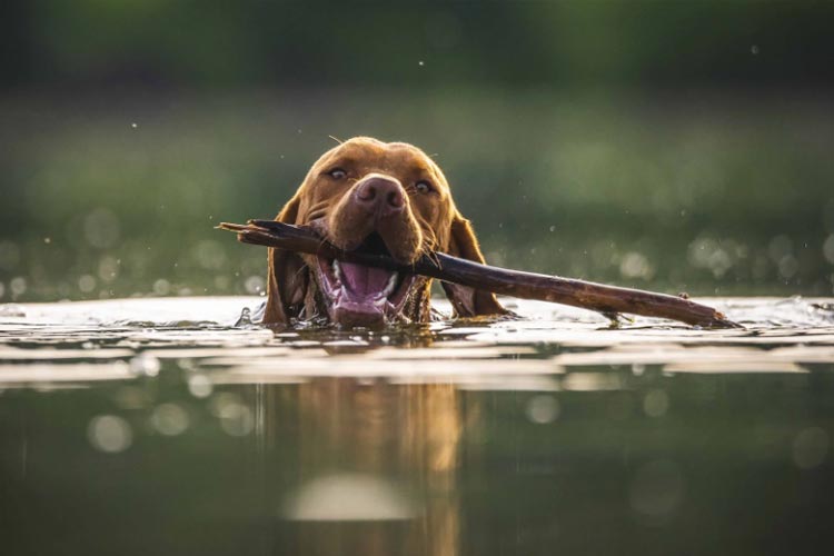 Pemkab Bondowoso Siapkan 150 Vaksin Rabies