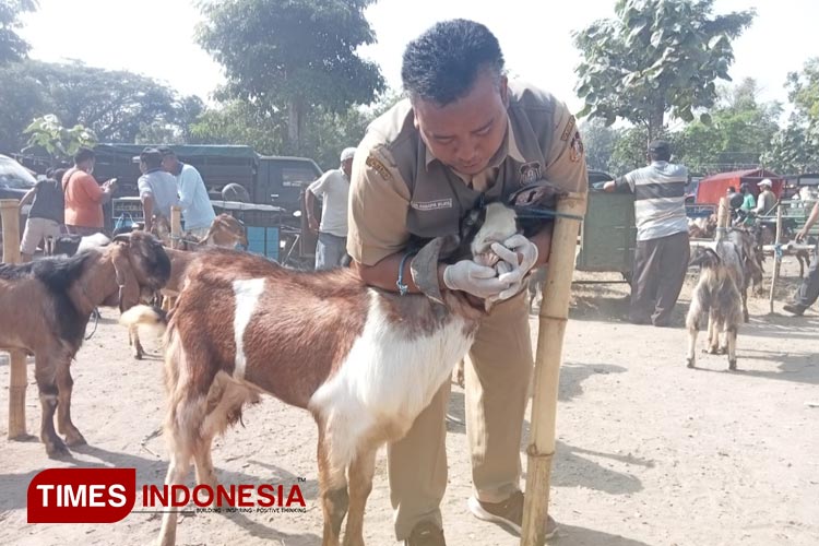 Petugas DKPP Kota Blitar mengecek kondisi hewan kurban (Foto : Nur Al Ana/TIMES Indonesia) 