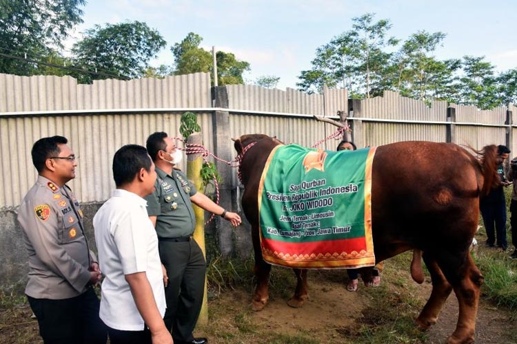 Bupati Lumajang Thoriqul Haq meninjau sapi limosin yang dijadikan hewan kurban Presiden Jokowi yang berasal dari peternak Desa/Kecamatan Sumbersuko, Selasa (27/6/2023). (ANTARA/HO-Diskominfo Lumajang)
