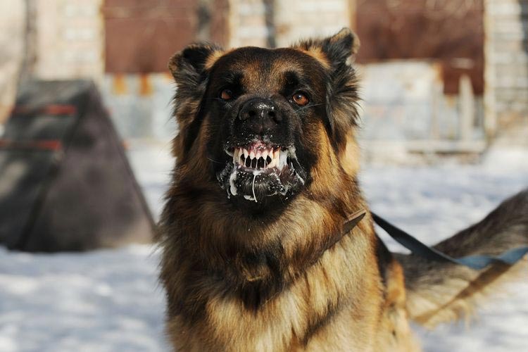 Ilustrasi anjing rabies. (Shutterstock/Victoria Antonova)