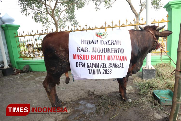 Pemkab Mojokerto Serahan 22 Sapi Kurban dari Dana Hibah APBD