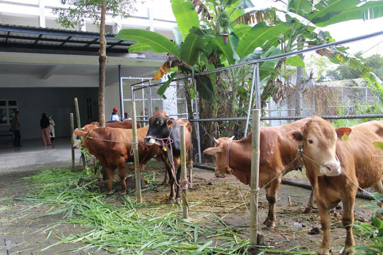 DKMMWM Masjid Al Farabi Widyagama Malang Membagikan Daging Kurban