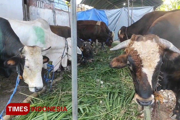 Masjid Moetiah Blora Terima 15 Ekor Sapi dan 9 Kambing Kurban