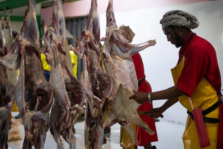 Daging kambing dari dam jemaah haji dan petugas yang disembelih di Makkah akan dikirim ke tanah air. (Foto: MCH 2023)