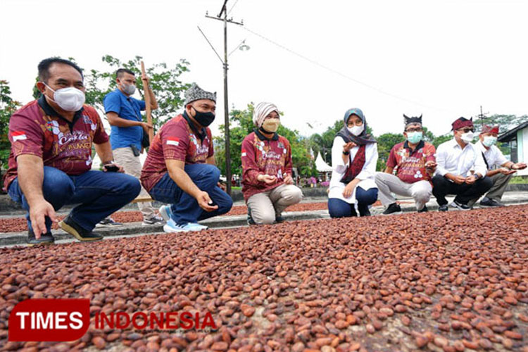 Hamparan biji kakao yang sedang dijemur dibawah terih matahari. (FOTO: Doc. TIMES Indonesia)