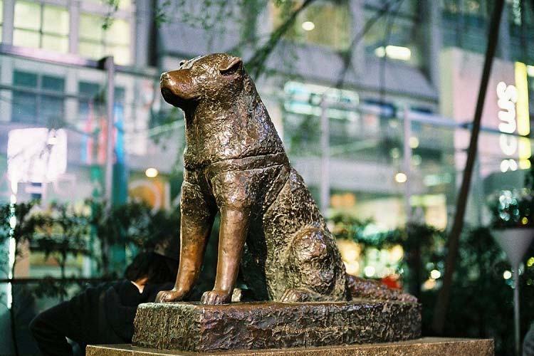 Patung Hachiko di dekat Stasiun Shibuya (Foto: Japanitalybridge)