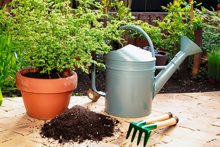Pupuk Organik Cair: Solusi Ampuh untuk Pertumbuhan Tanaman yang Sehat dan Subur