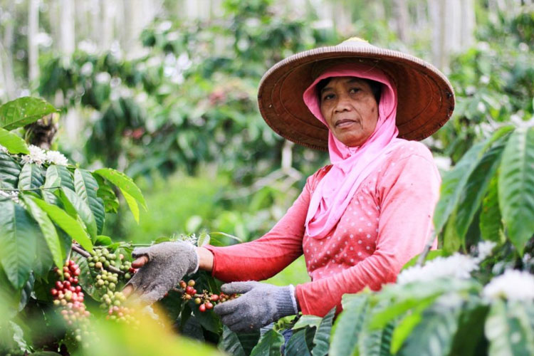 Mengenal Parade Panen, Yuk Petik Kopi di Kebun Kopi Kawisari!