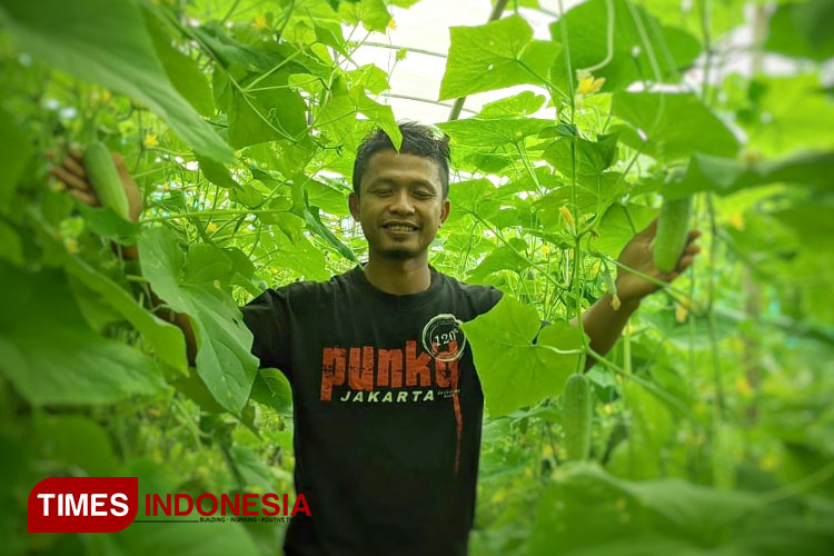 Timun baby yang ditanam Didik Setyo Prabowo warga Kebonagung, Pacitan menggunakan konsep green house sudah siap jual. (FOTO: Yusuf Arifai/TIMES Indonesia) 