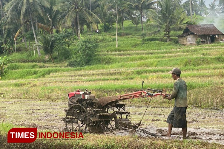 Stabilitas Ekonomi Terjaga, Perubahan Iklim di Banyuwangi Tidak Berpengaruh Terhadap Pertanian 