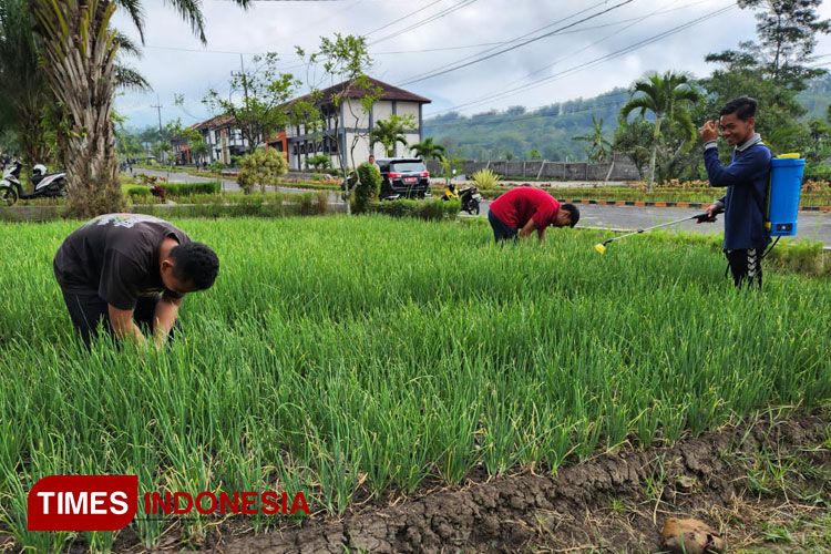 Mahasiswa Polbangtan Malang mengolah lahan ditanami bawang merah jenis Tajuk. (Foto: Polbangtan Malang for TIMES Indonesia)
