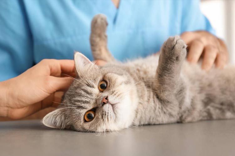 Ilustrasi kucing terkena influenza.