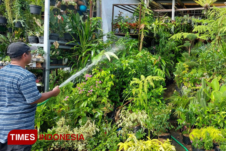Suasana pasar bunga Splendid Malang. Selain lokasi jual beli, Pasar Bunga Splendid juga bisa menjadi lokasi cuci mata. (Foto: Haris Nur Azis/TIMES Indonesia)