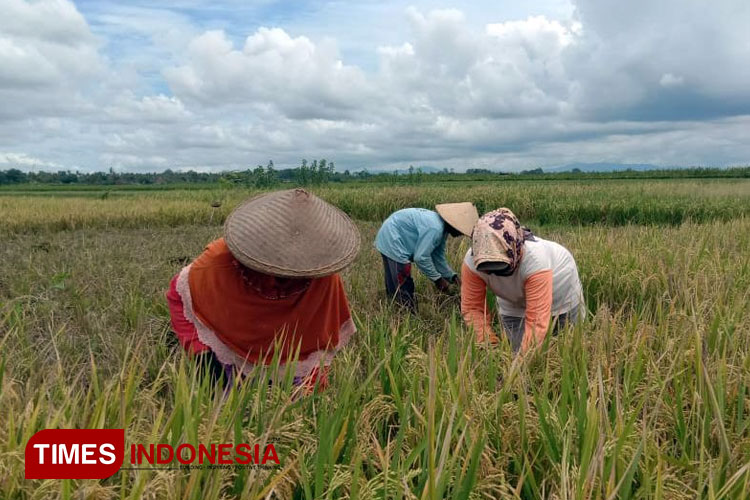 Hama Wereng Hantui Petani, DPRD Banyuwangi Desak Eksekutif Segera Ambil Langkah