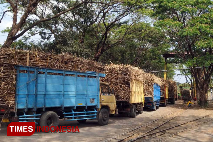 Sejumlah truk membawa tebu untuk diproduksi menjadi gula di PG Mrican (FOTO: yobby/TIMES Indonesia)
