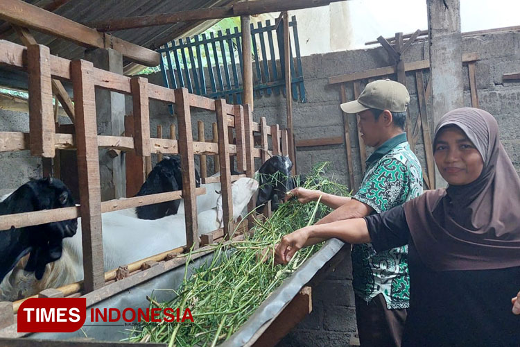 Badriyah dan Sumanan saudara laki-lakinya yang tergabung dalam kelompok Tani Hutan (KTH) 'Bayu Lestari' sedang memberi makan camilan ramban pada kambing ternaknya. (FOTO : Anggara Cahya/TIMES Indonesia)