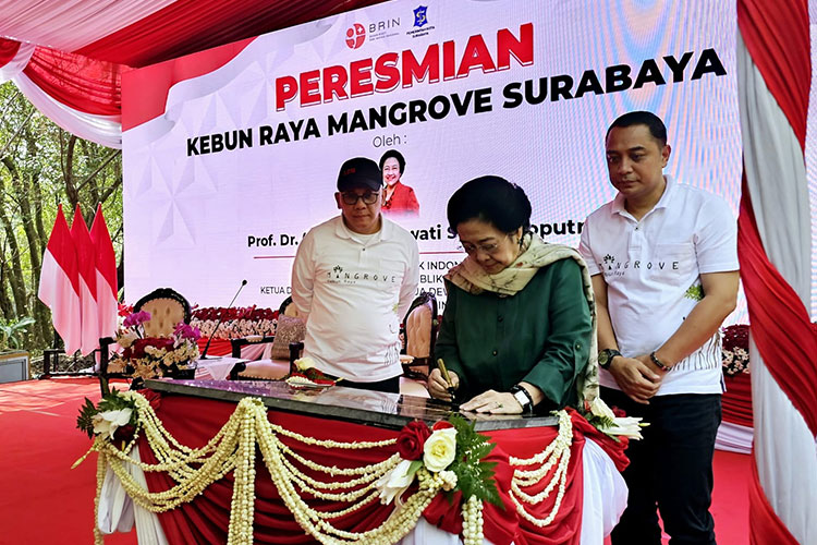 Resmikan Kebun Mangrove Surabaya, Megawati Sebut Bisa Minimalisasi Efek Tsunami hingga Mendinginkan Area