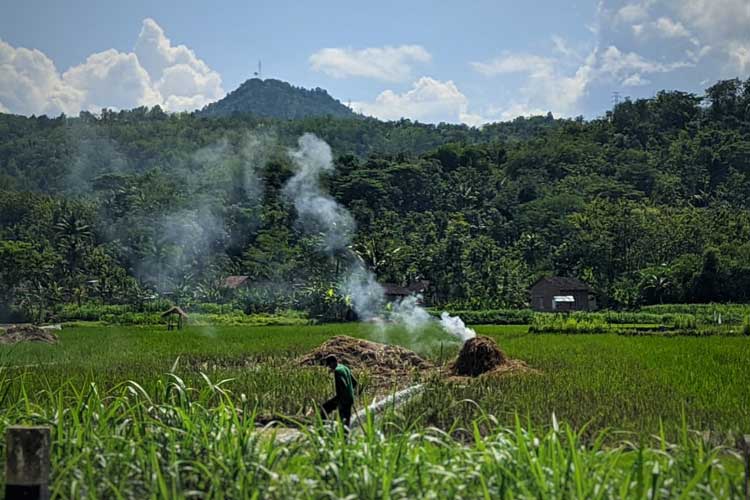 sawah-pacitan.jpg