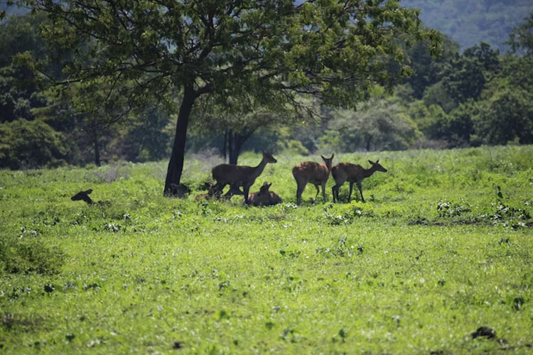 7 National Parks in Indonesia: A Showcase of Biodiversity