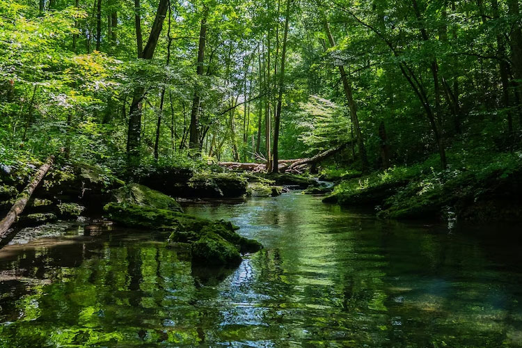 7 Hutan Lindung dengan Satwa Liar yang Bisa Dikunjungi oleh Umum