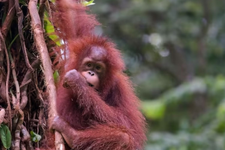10 Alasan Kenapa Harus Hutan Lindung Sebagai Jujugan Liburan