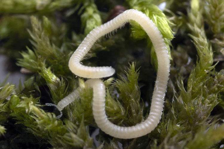 Kenalan dengan Lipan Bening: Millipede Baru Asal California AS