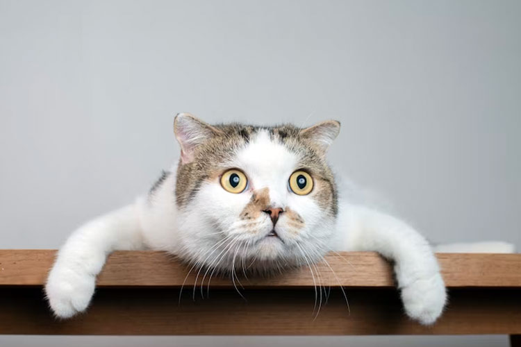 Goofy scottish fold looking at the toys. (Photo: Domepitipat/Freepik)