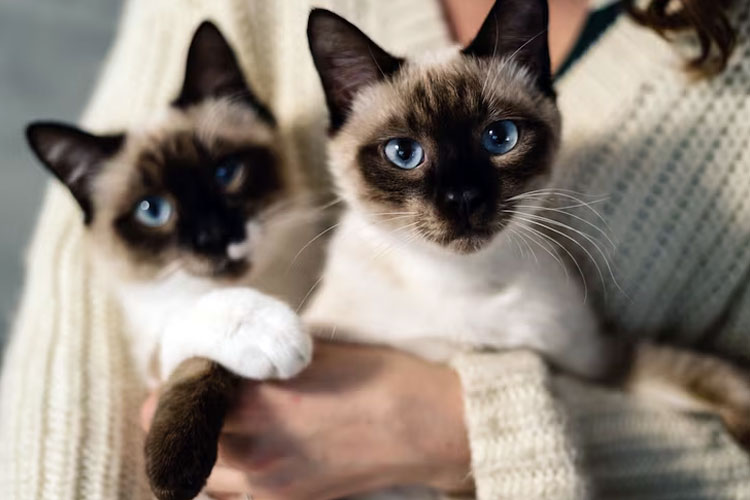 Ragam Jenis Kucing di Dunia: Keindahan dan Keunikannya - TIMES Indonesia