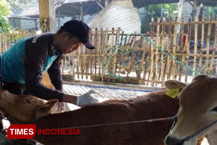 Kasus LSD Sapi di Kota Blitar Meningkat, Capai 70 Kasus