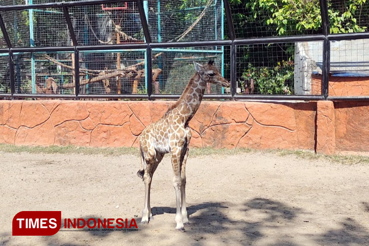 Potret Akbar, bayi jerapah yang baru lahir di Maharani Zoo dan Goa Lamongan. (FOTO: Maharani Zoo dan Goa Lamongan for TIMES Indonesia)