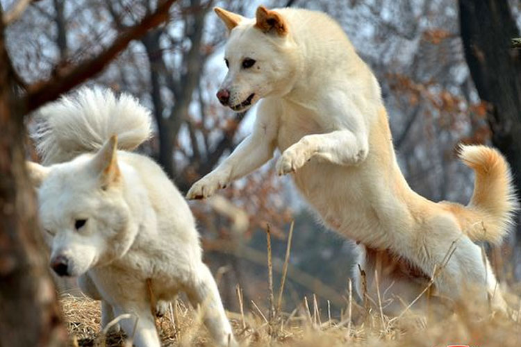 Mengenal Anjing Jindo, Julukan yang Muncul di Drakor The First Responders