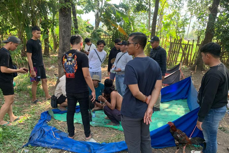 Polisi di Situbondo Gerebek Arena Sabung Ayam, Dua Orang Dalang Diamankan