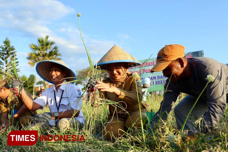 Hasil Panen Bawang Merah Melimpah, Pemkab Banyuwangi Yakin Inflasi Bisa Dicegah